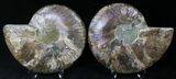 Cut/Polished Ammonite Pair - Agatized #21790-1